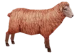 Red Goat